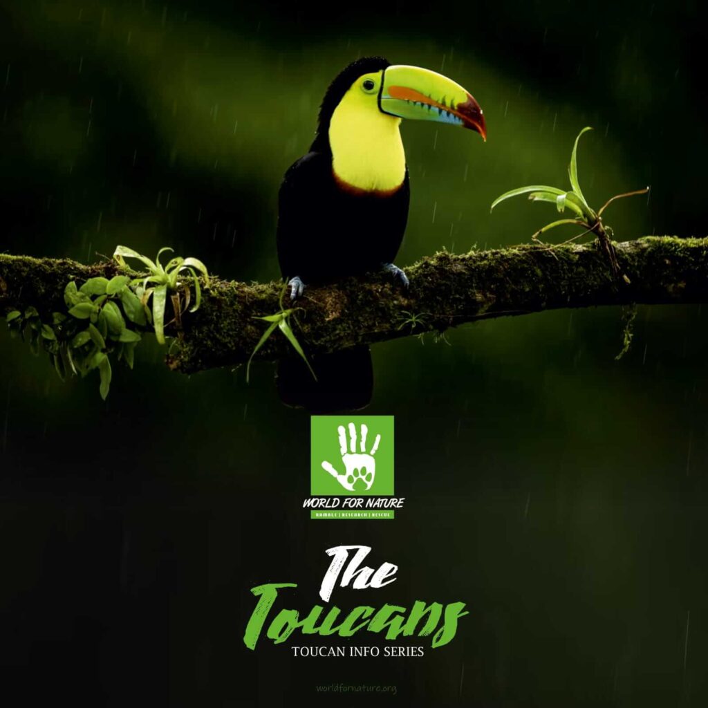 The Toucans : Toucan Info Series