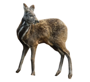 Alpine Musk Deer