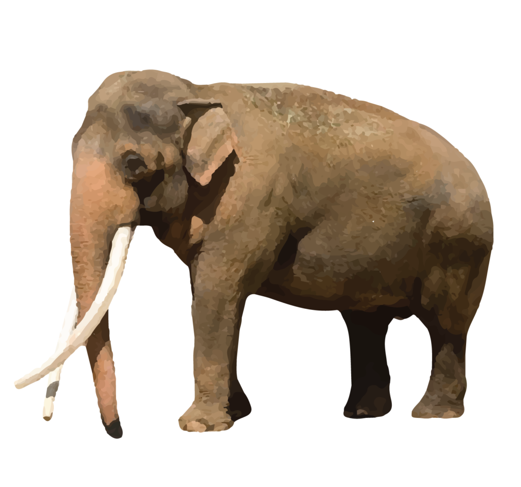 Asian Elephant