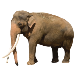 Asian Elephant