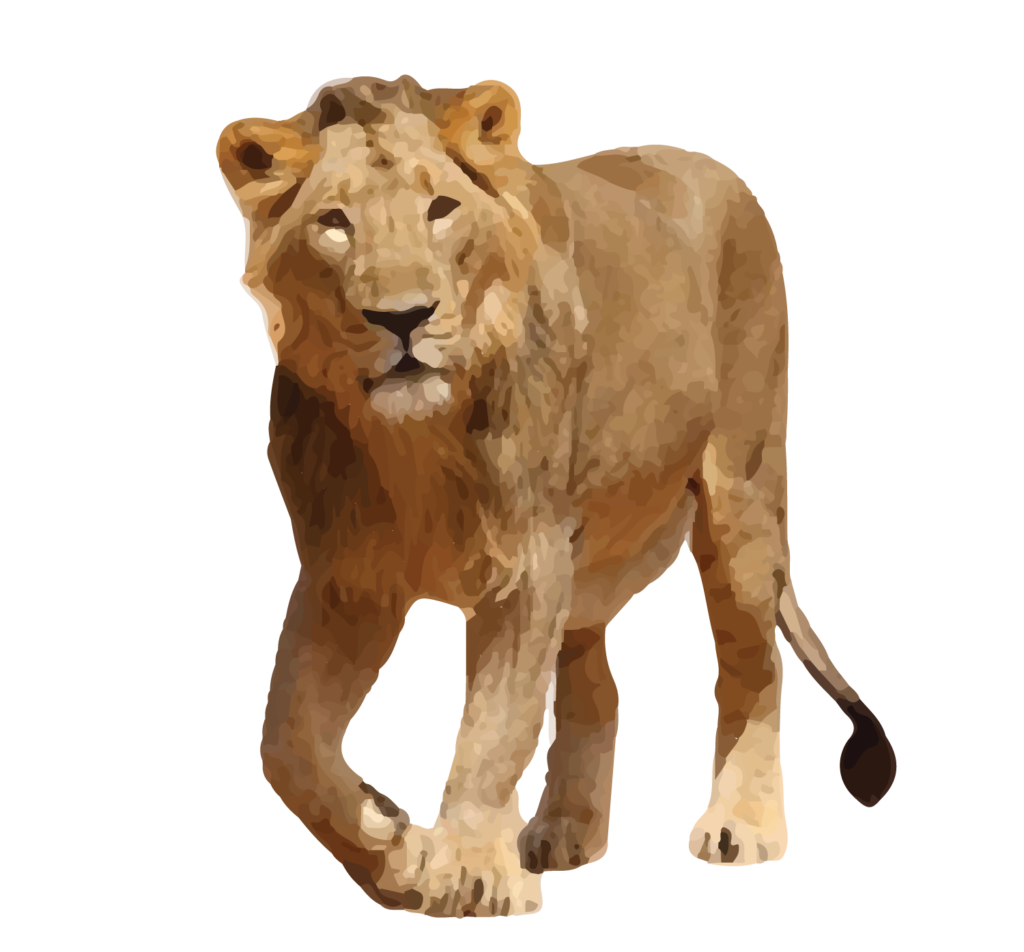 Asiatic Lion