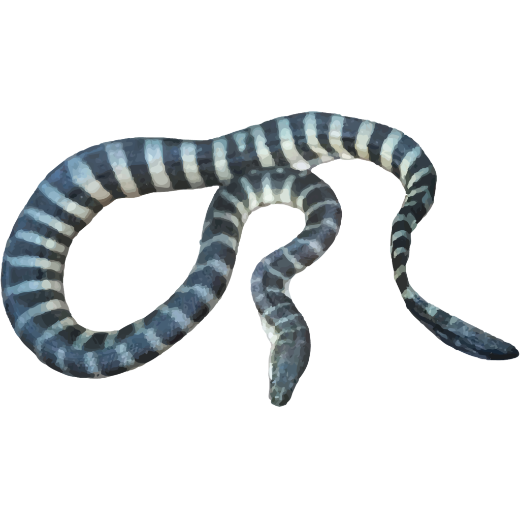 Beaked sea snake