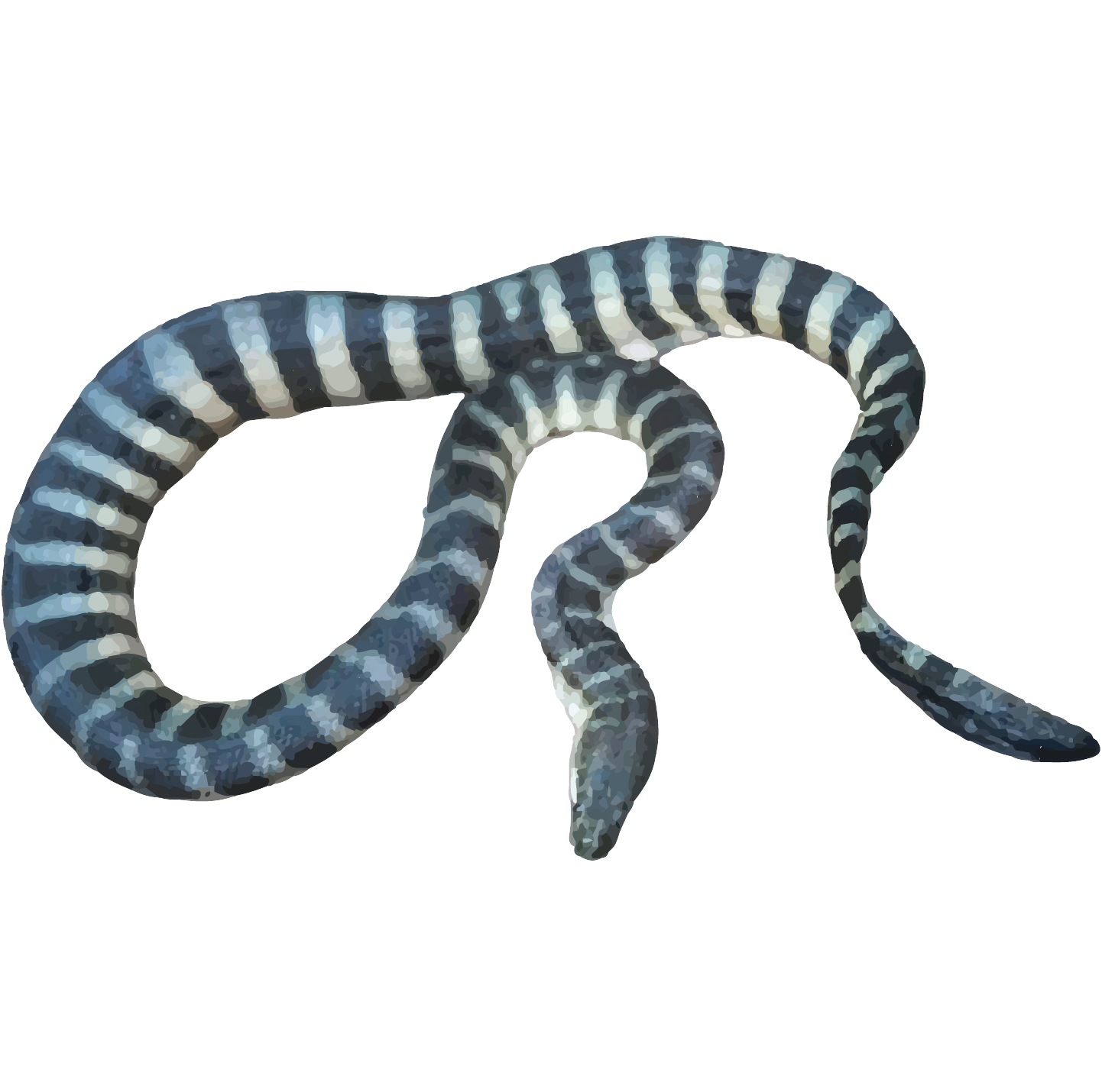 Beaked Sea Snake - World For Nature