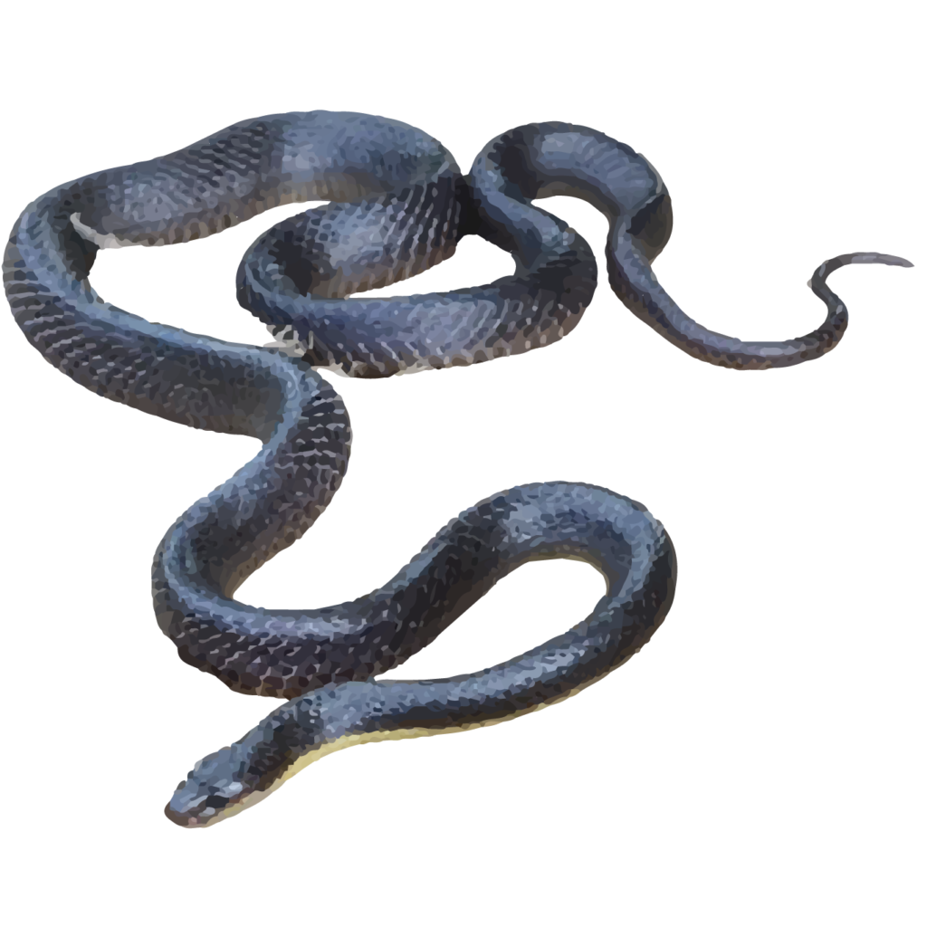 Black Krait - World For Nature