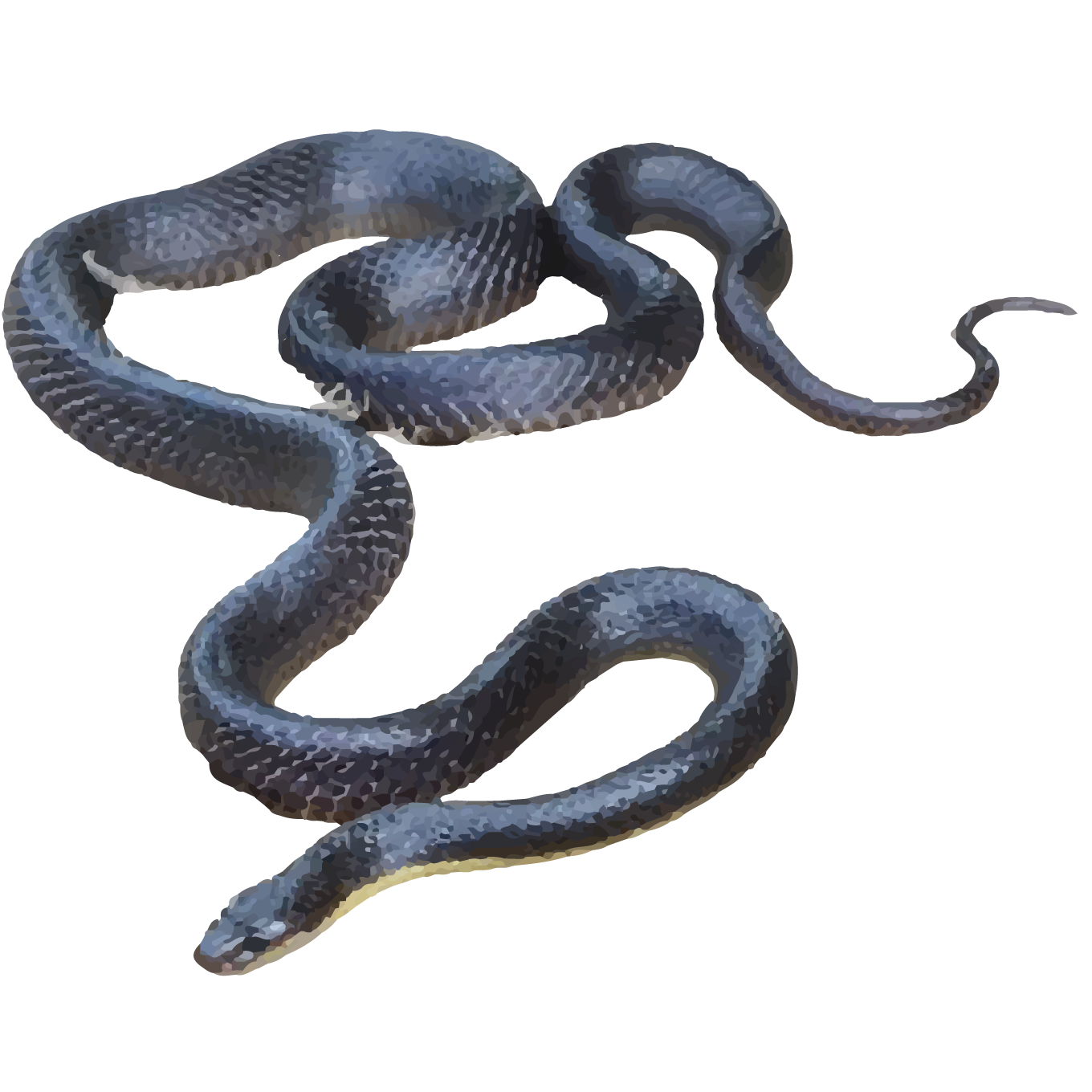 Black Krait - World For Nature