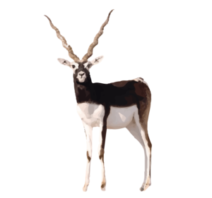 Blackbuck