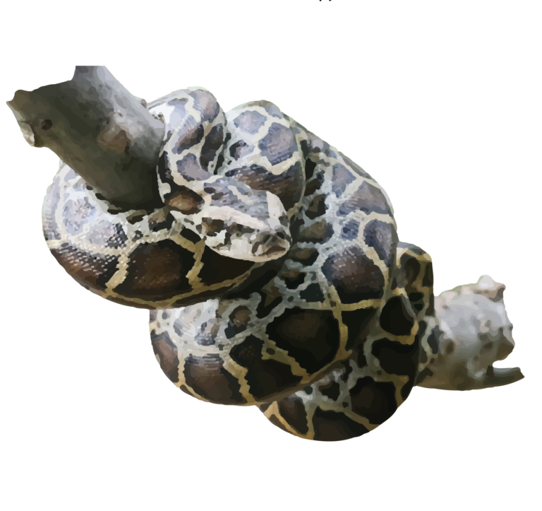 Burmese python - World For Nature