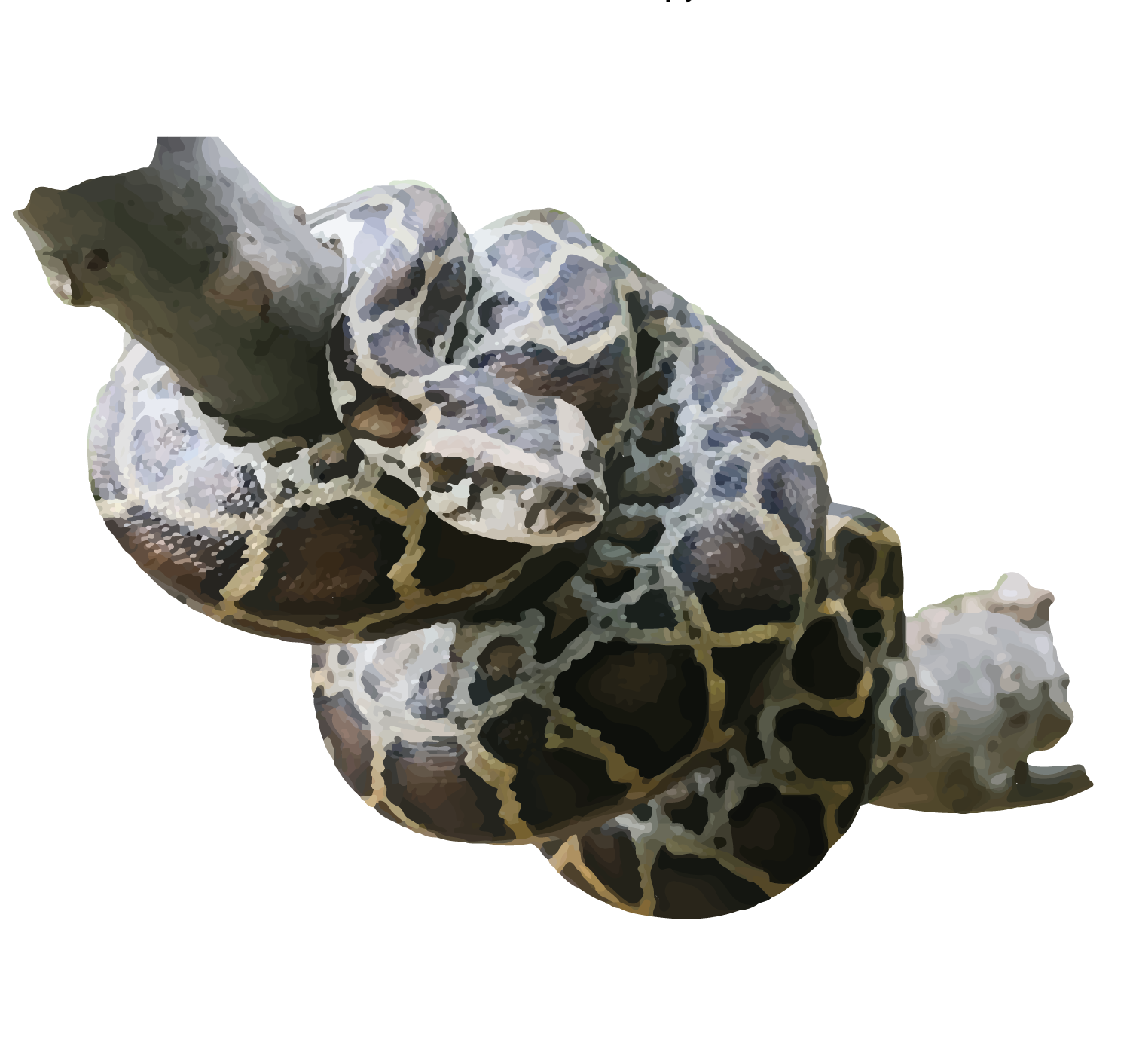 Burmese python - World For Nature