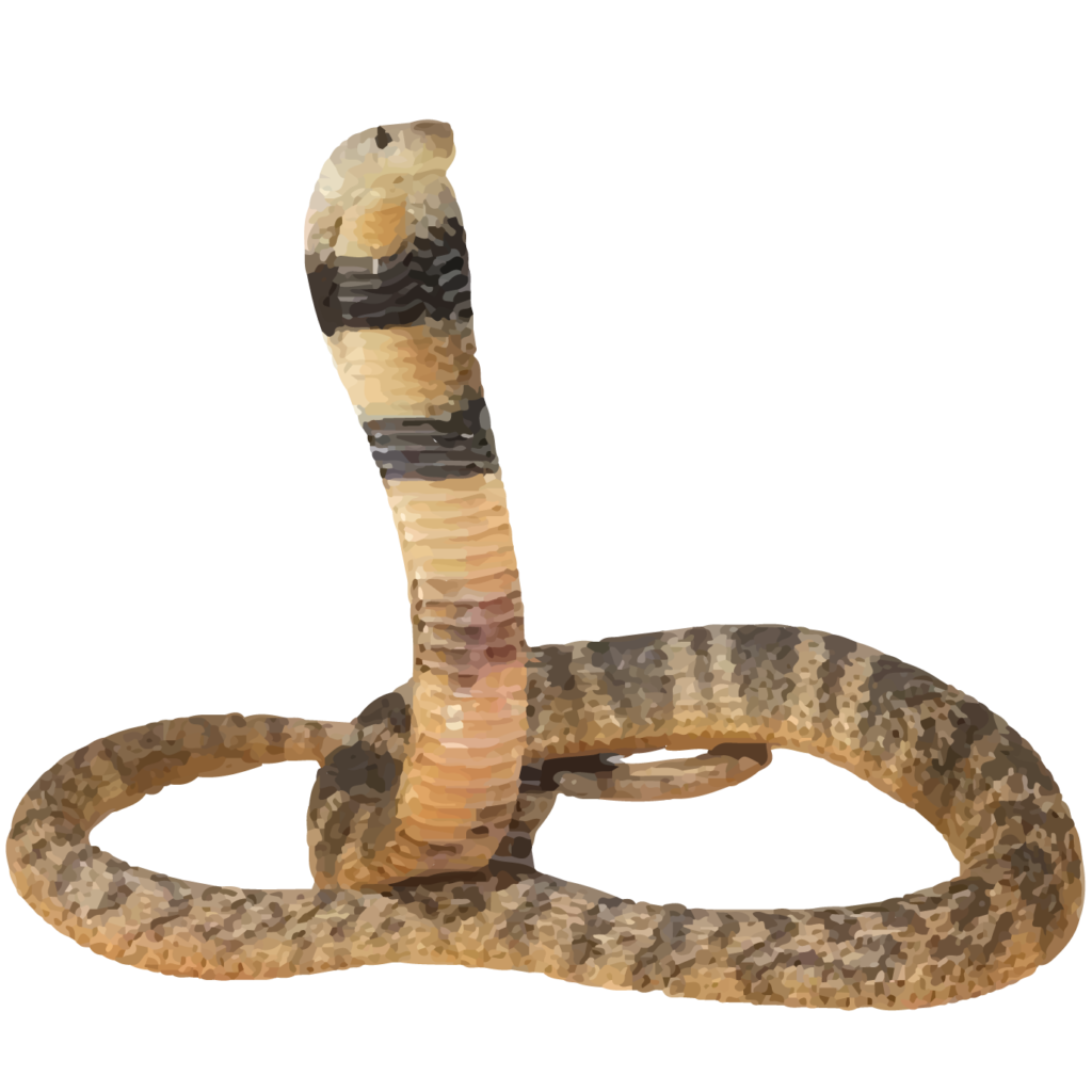 Caspian cobra