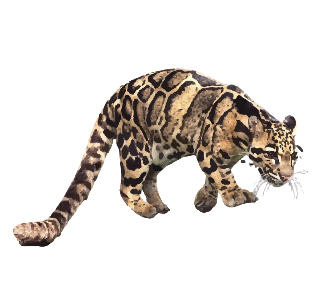 Clouded Leopard