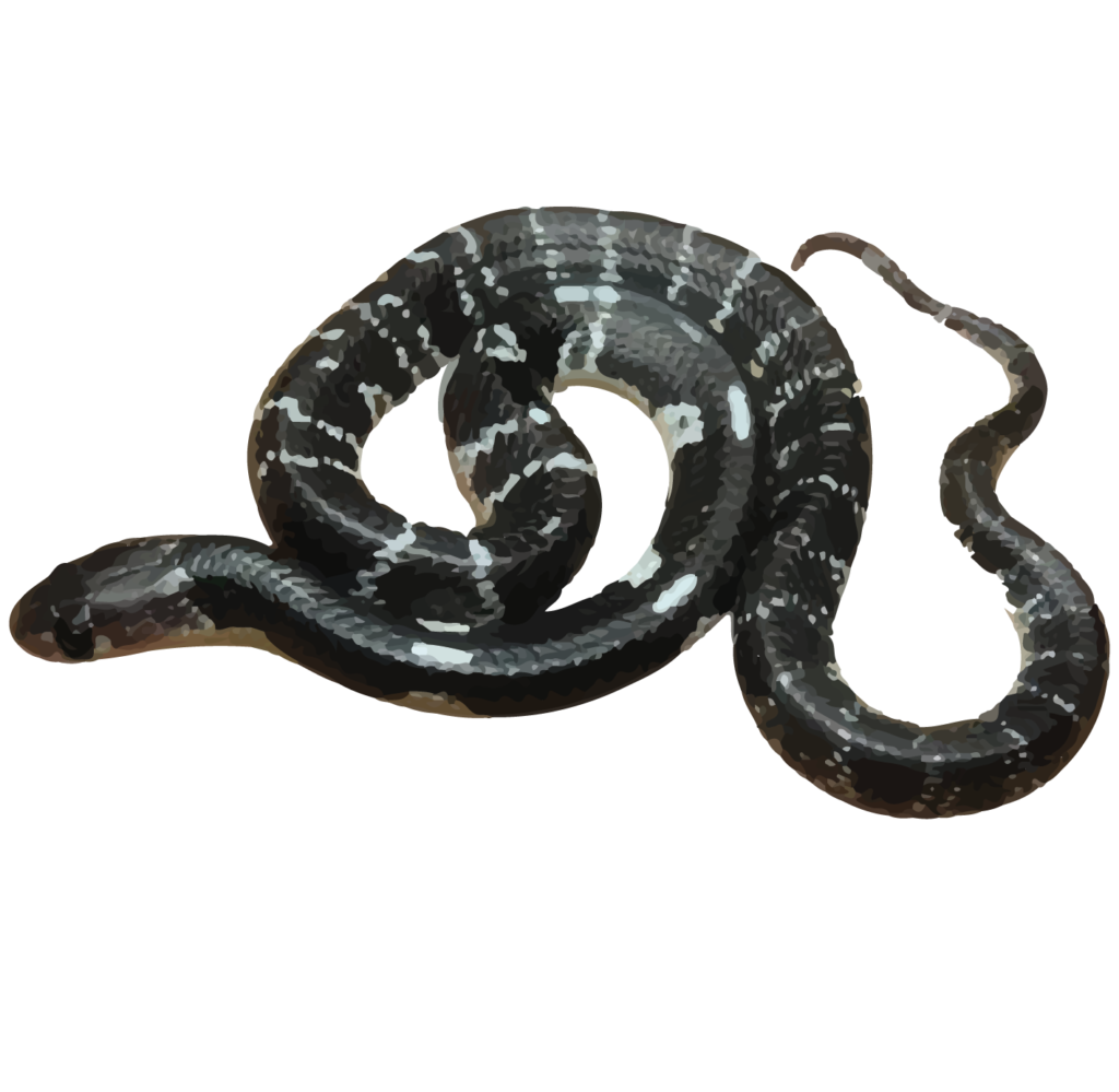 Common Krait