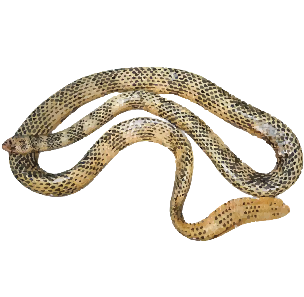 Dubois sea snakes