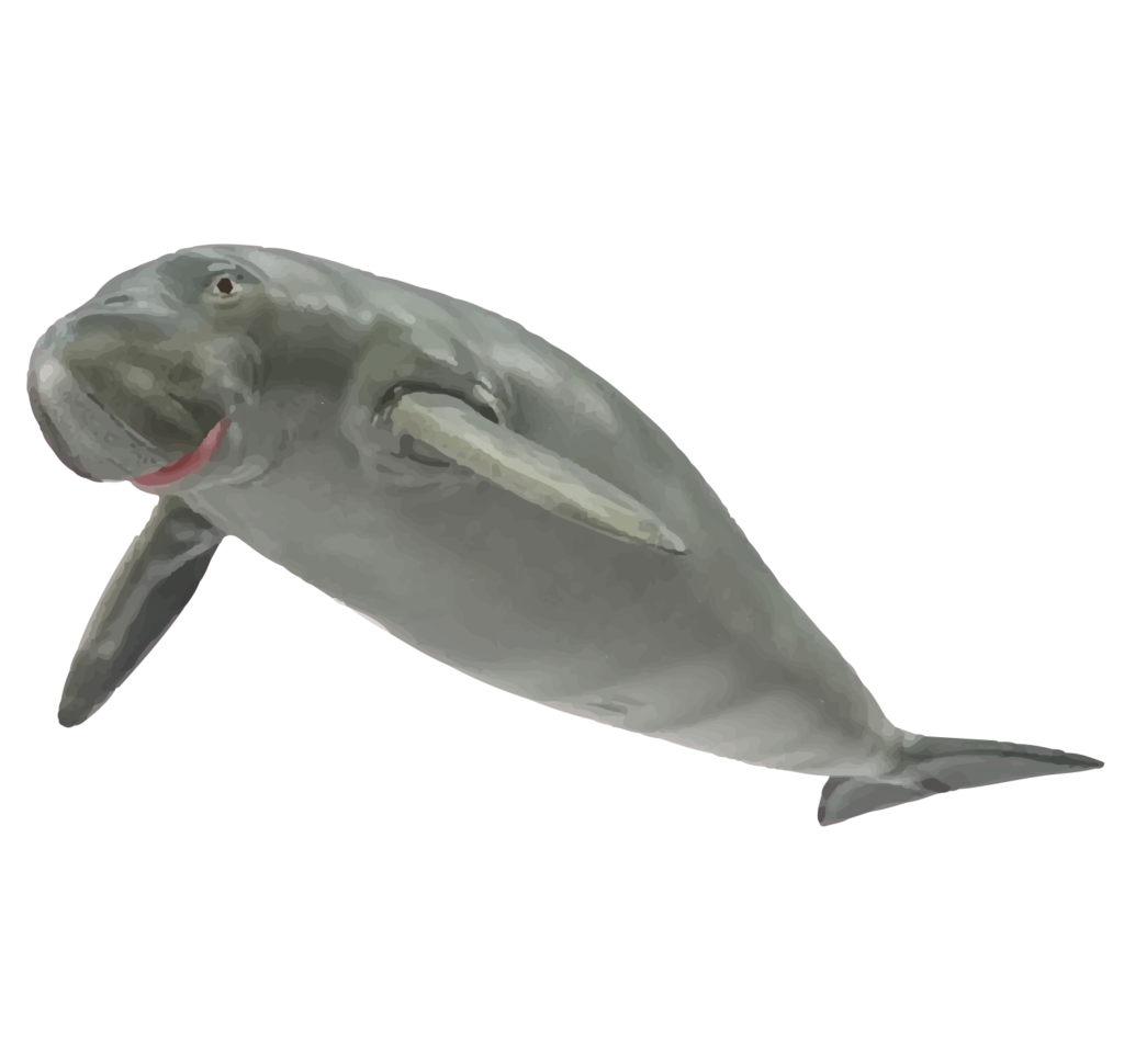 Dugong