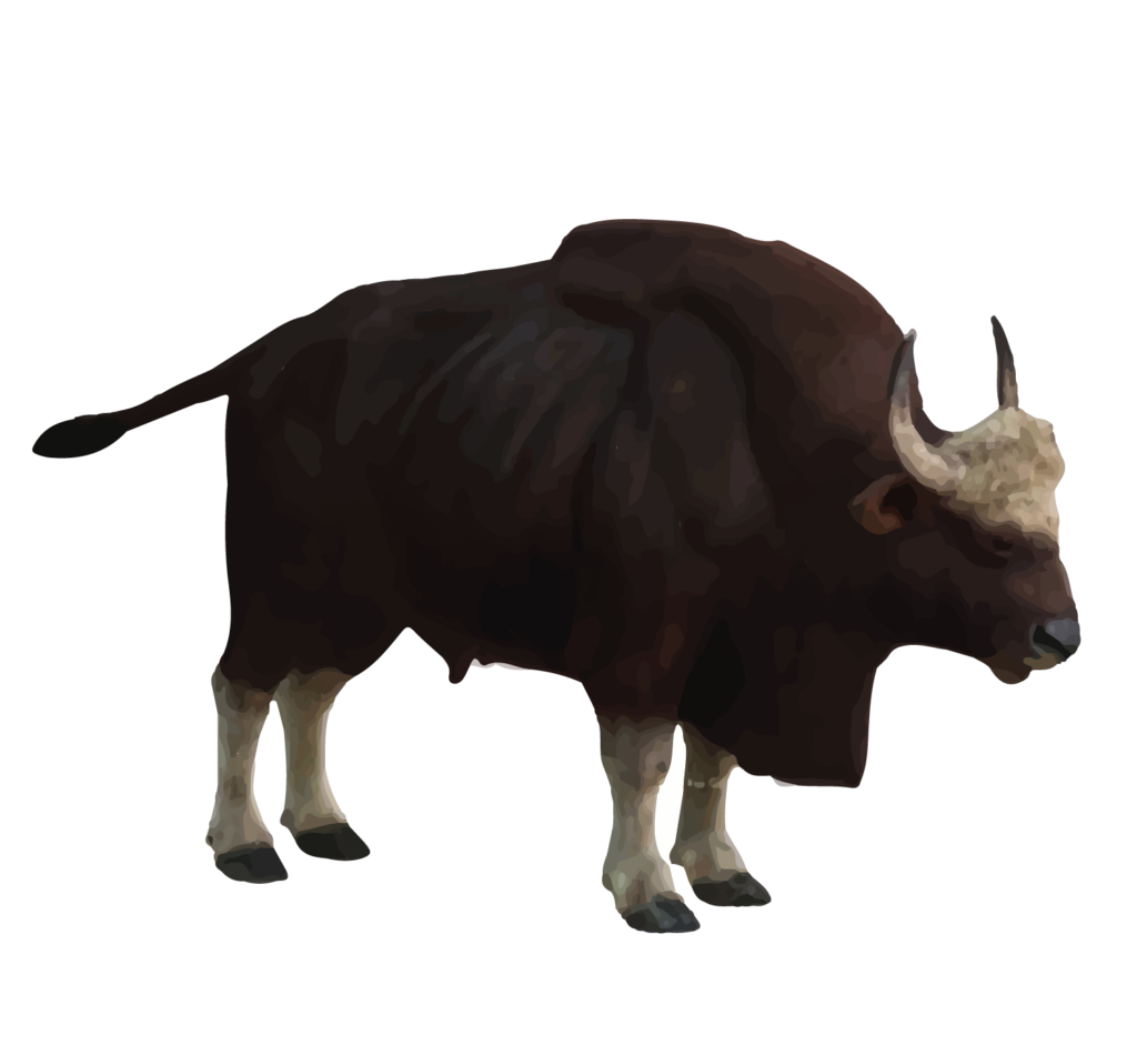 Gaur