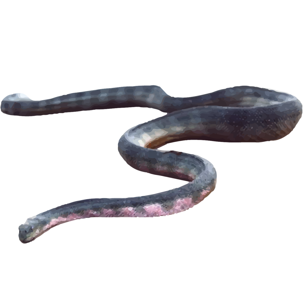 Hook nosed sea snakes