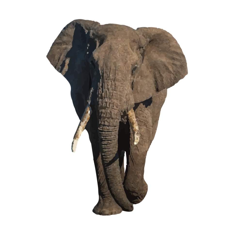 Indian Elephant