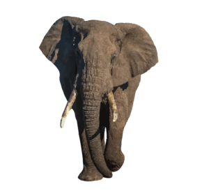 Indian Elephant