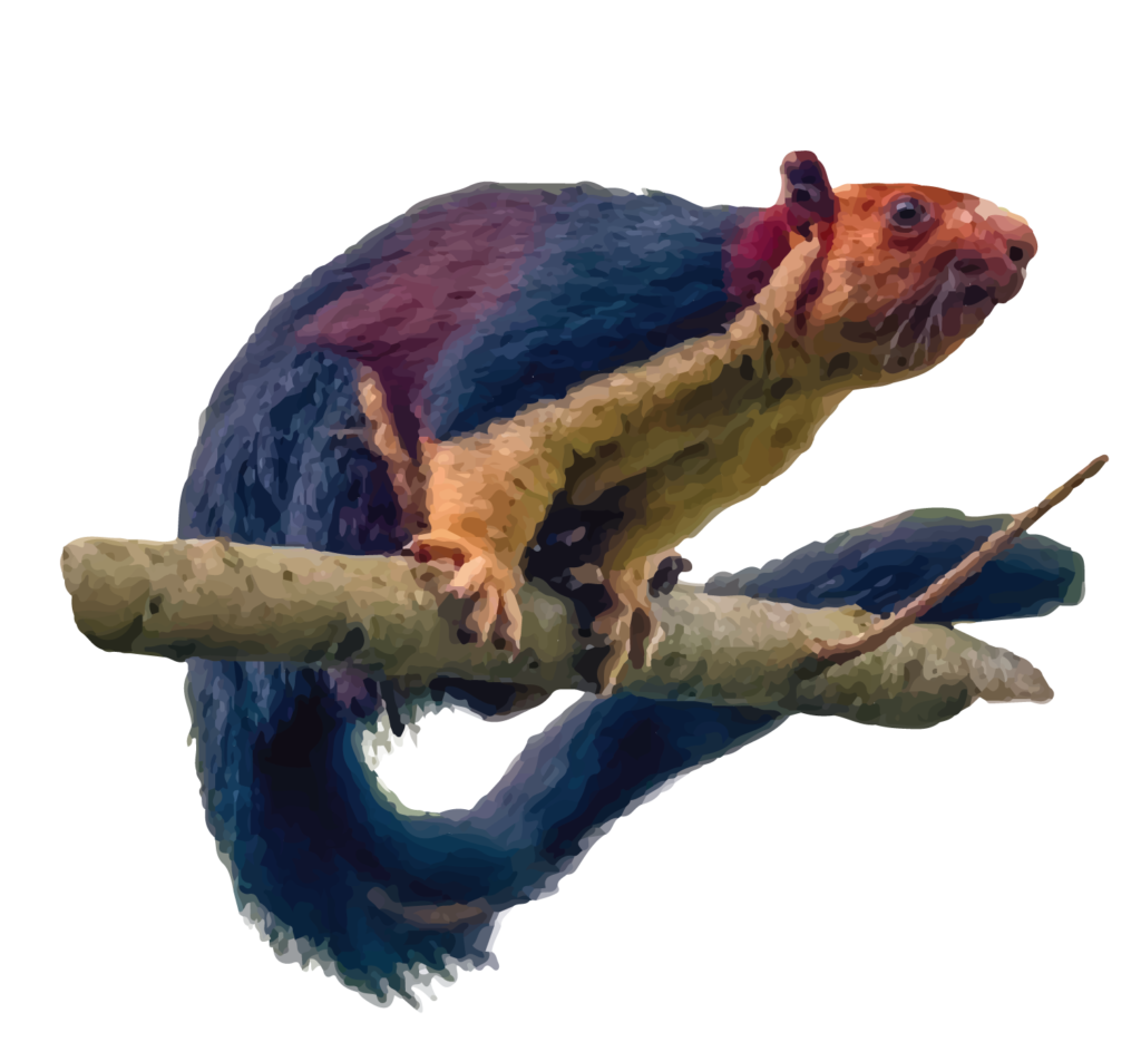 Indian Giant Squirrel