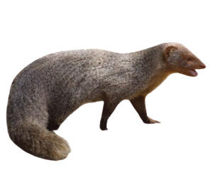 Indian Gray Mongoose