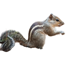 Indian Palm Squirrel