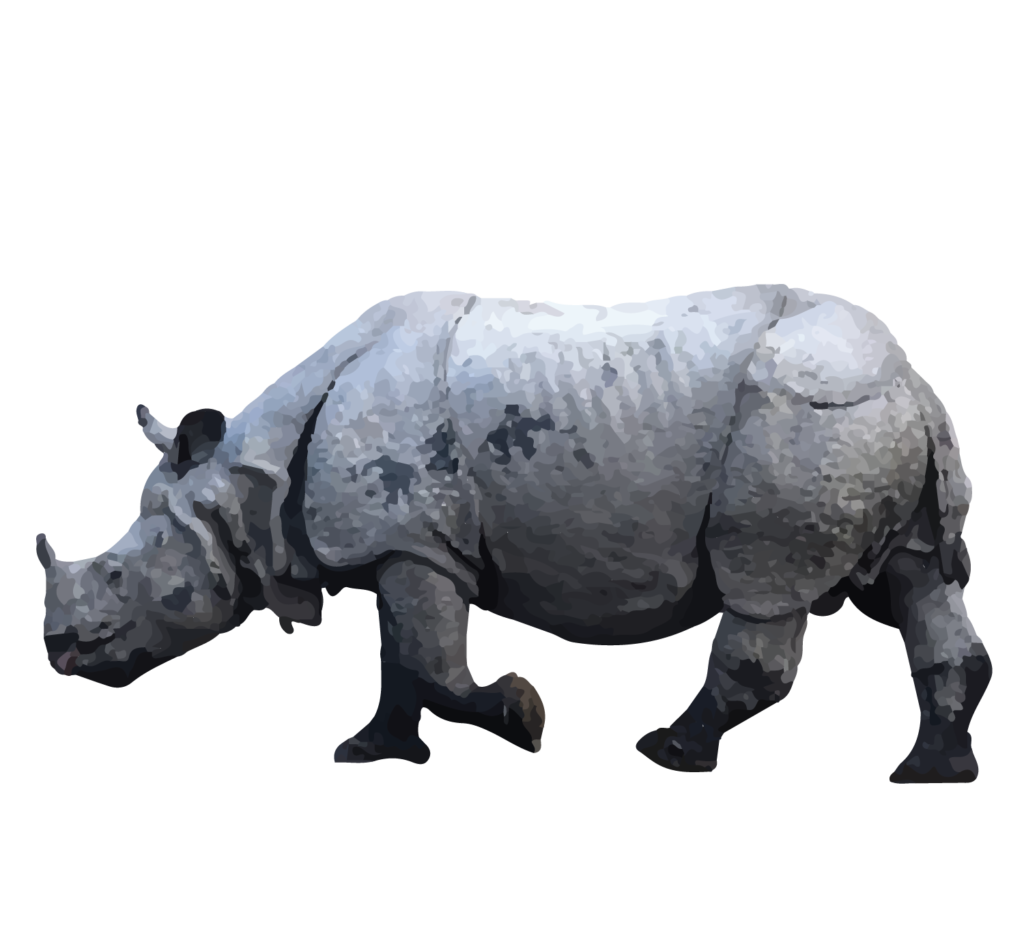 Indian Rhinoceros