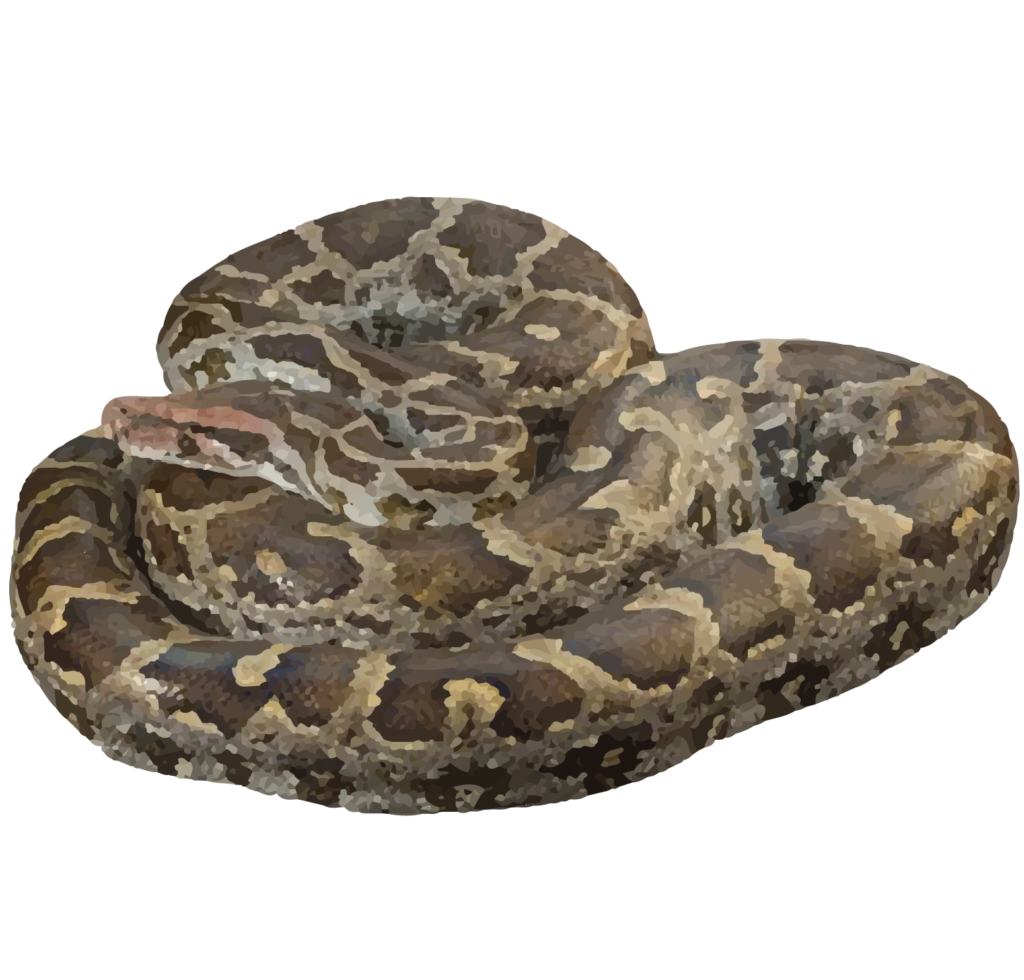 Indian Rock Python