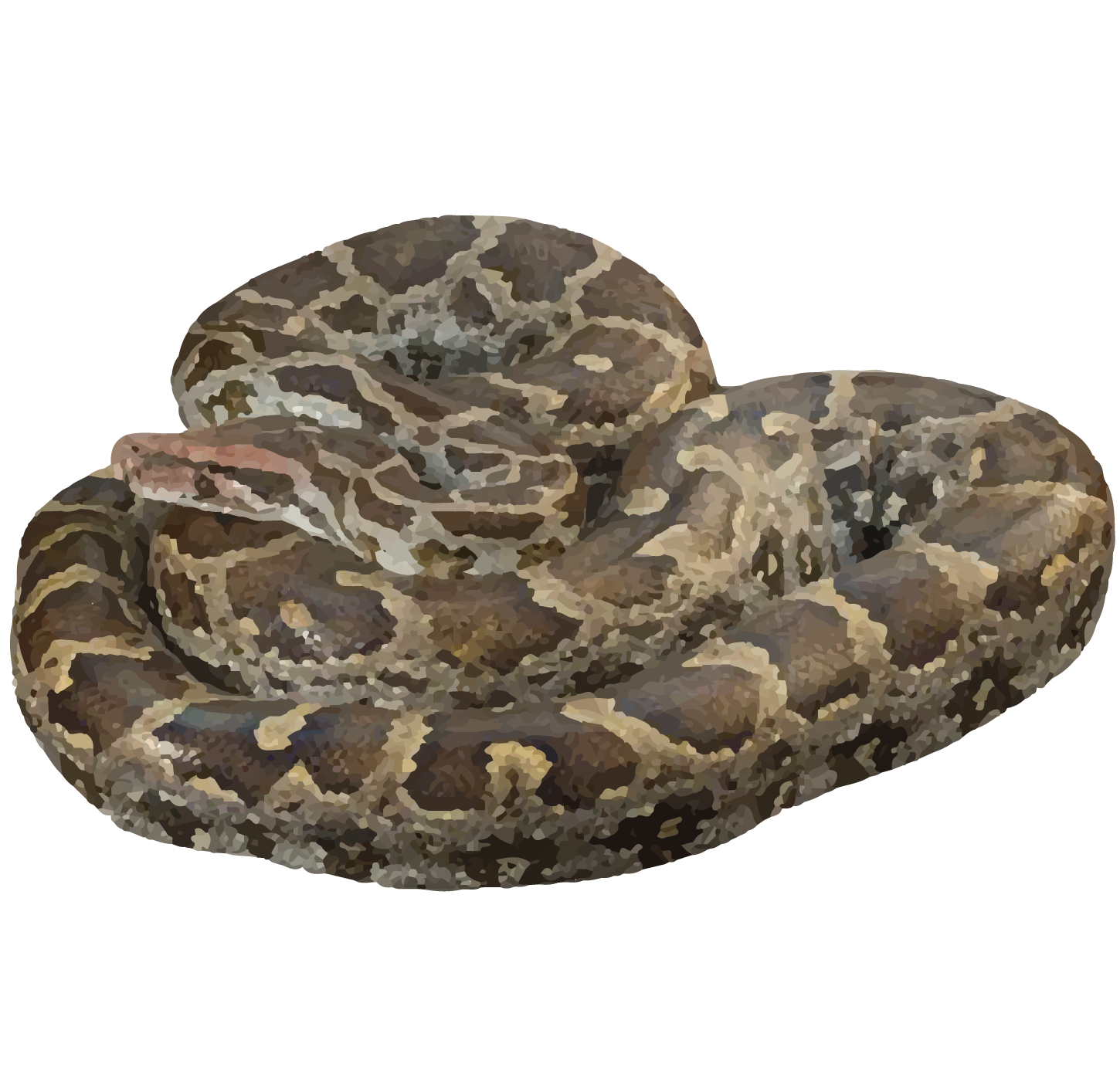 Indian Rock Python - World For Nature