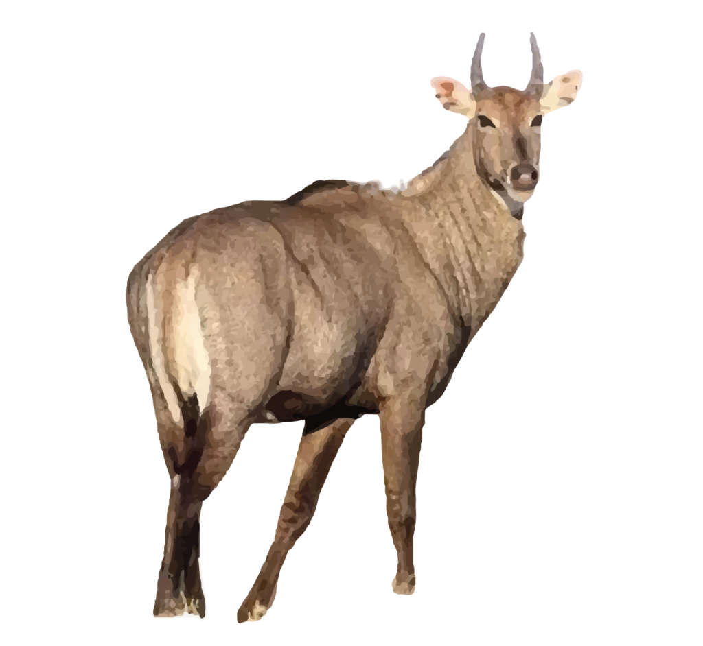 Nilgai