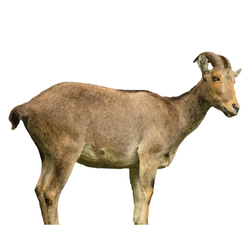 Nilgiri Tahr