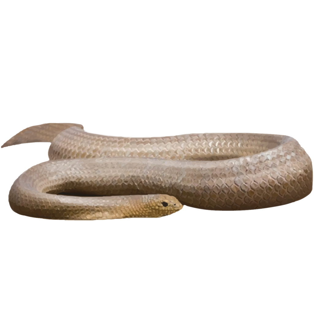 Olive sea snakes