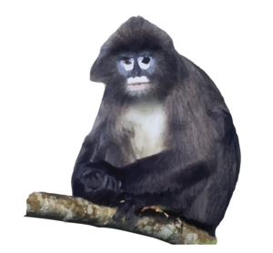 Phayre's Leaf Monkey