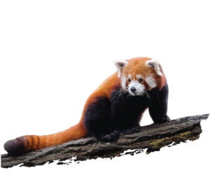 Red Panda