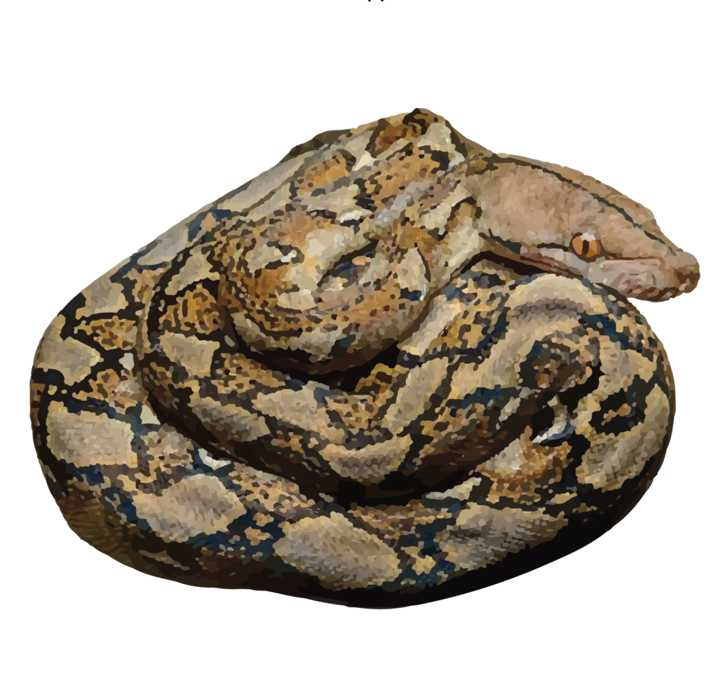 Reticulated Python