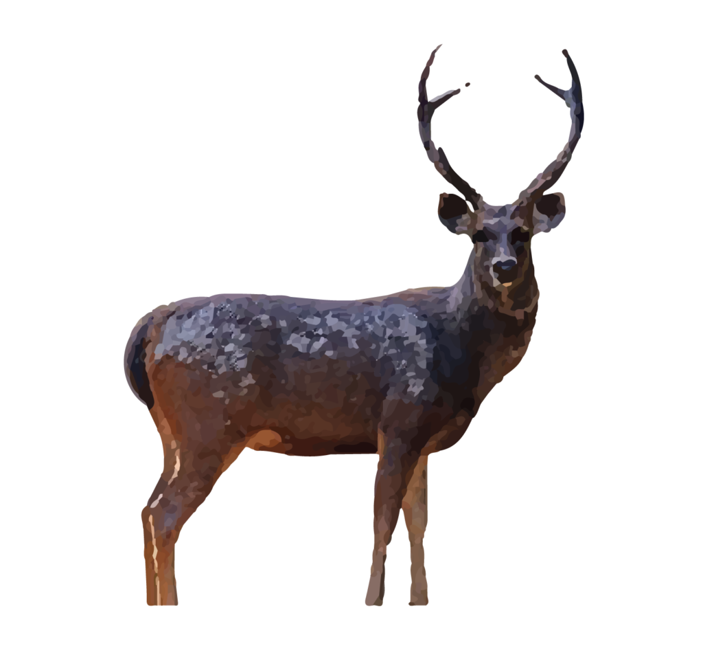 Sambar Deer