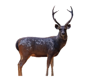 Sambar Deer