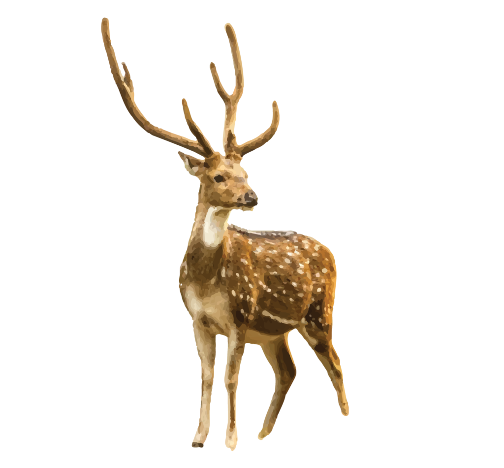 Spotted Deer