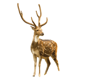 Spotted Deer