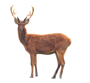 Swamp Deer