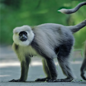 Kashmir Grey Langur