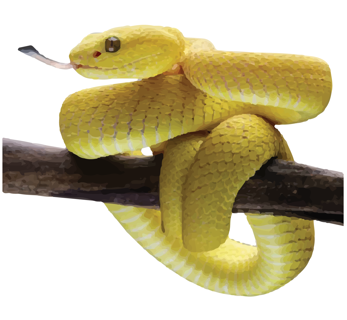 Assam golden Pit Viper - World For Nature