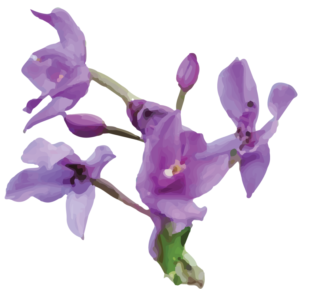 Andaman & Nicobar Islands SF - World For Nature