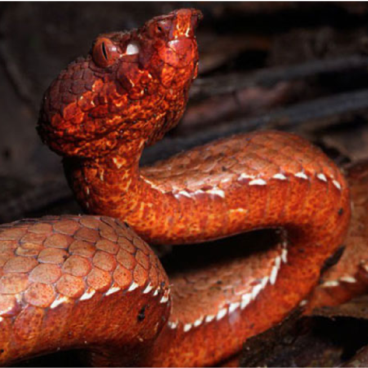 Assam golden Pit Viper - World For Nature