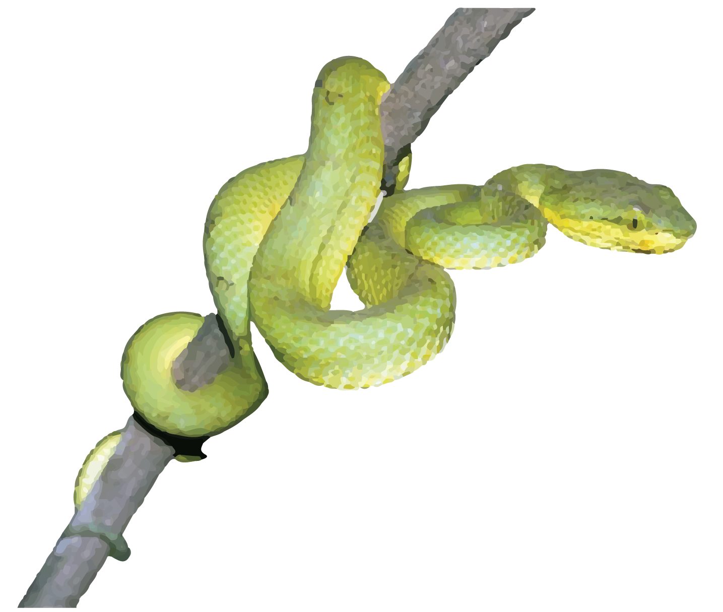 BAMBOO PIT VIPER-16