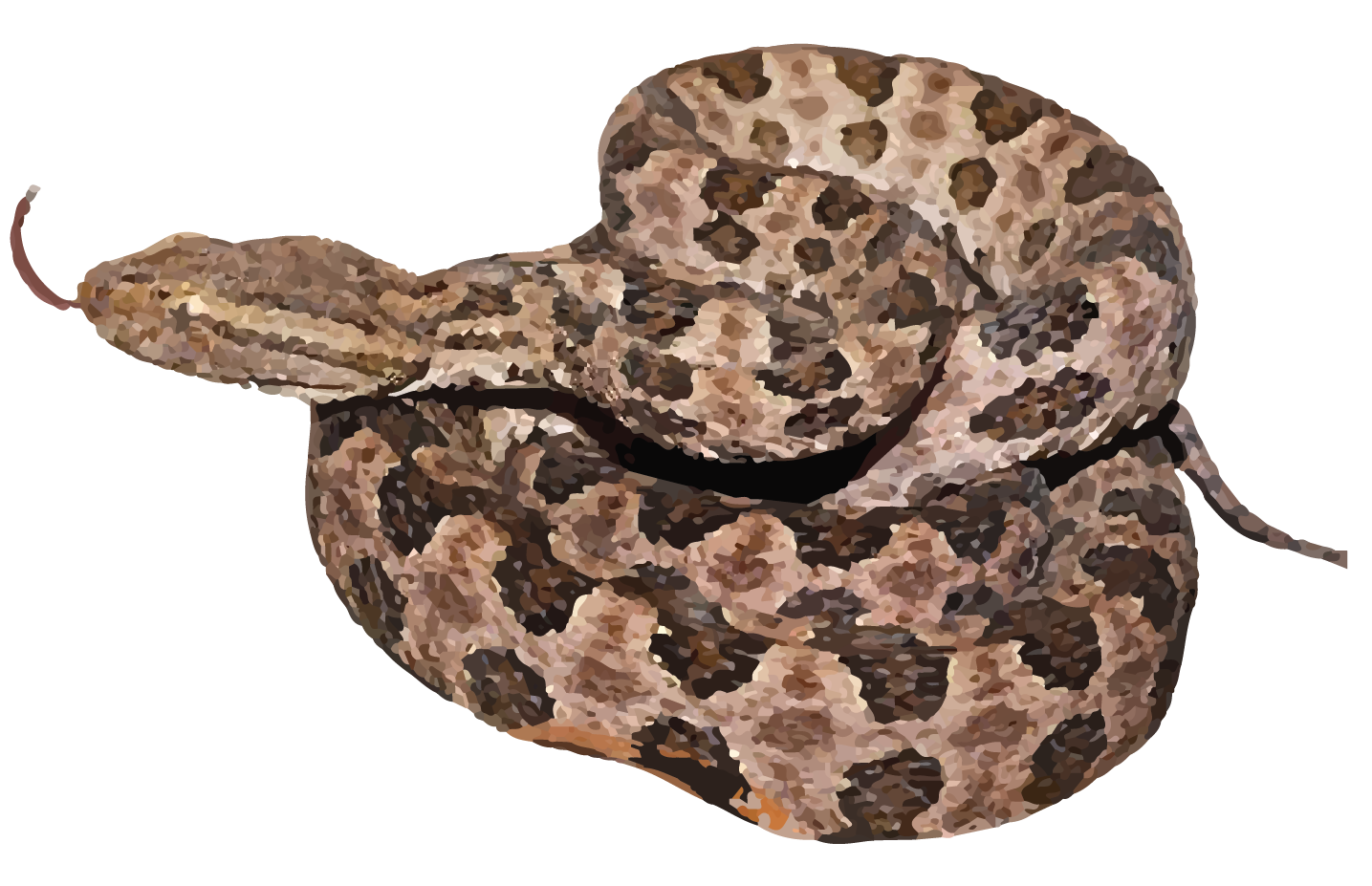 BROWN SPOTTED PIT VIPER-24