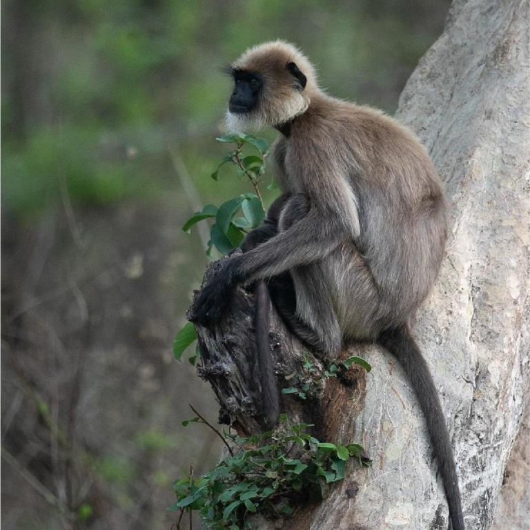 Black Footed Gray Langur