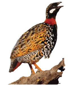 Black Francolin