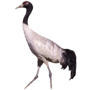 Black necked crane