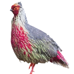 Blood Pheasant