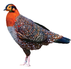 Blyth's Tragopan