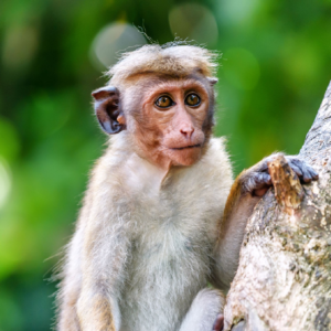 Bonnet Macaque